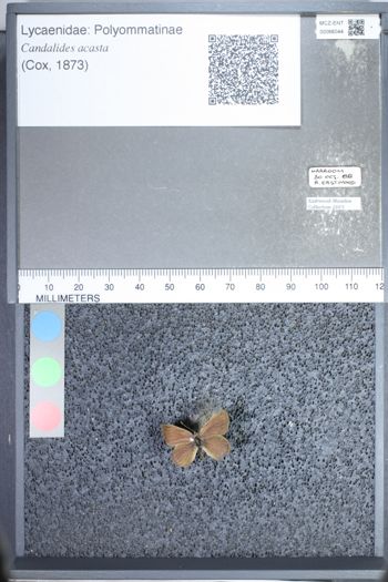 Media type: image;   Entomology 66044